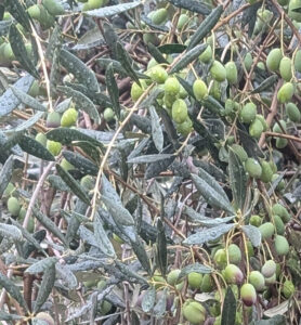 Plump Natural Oives